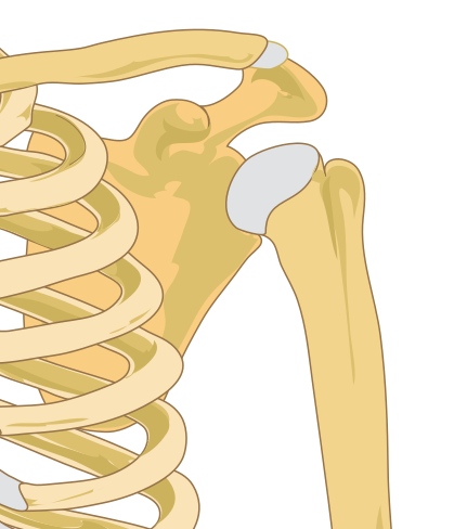 shoulder joint